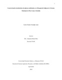 cyondapiza.pdf.jpg