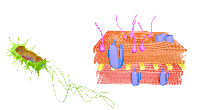 Zoom de una bacteria hacia la membrana plasmática con cada una de sus partes.