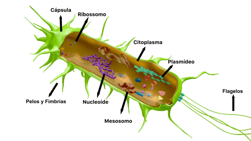 Citoplasma con el nucleoide y otras estructuras, debe aparecer en movimiento cada una de las presentadas en la imagen, el flagelo (cola) debe estar en movimiento.
