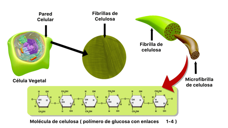 Se presenta la animación en movimiento en cada una de las fases tal y como se evidencia en la imagen.