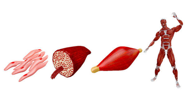 Evolución desde la célula muscular, pasando por el tejido y musculo hasta el sistema muscular.