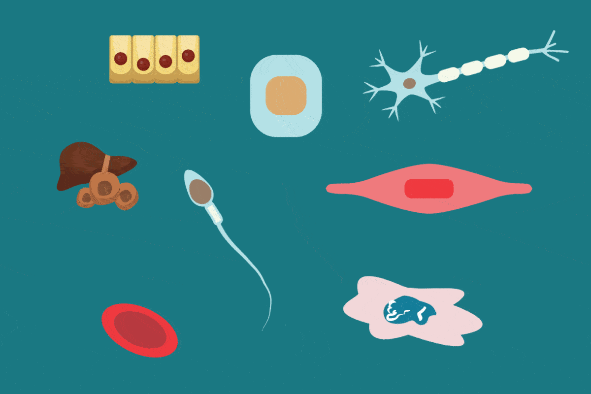 Diferentes formas de células en movimiento, neuronas, glóbulos rojos, célula muscular, células hepáticas etc.