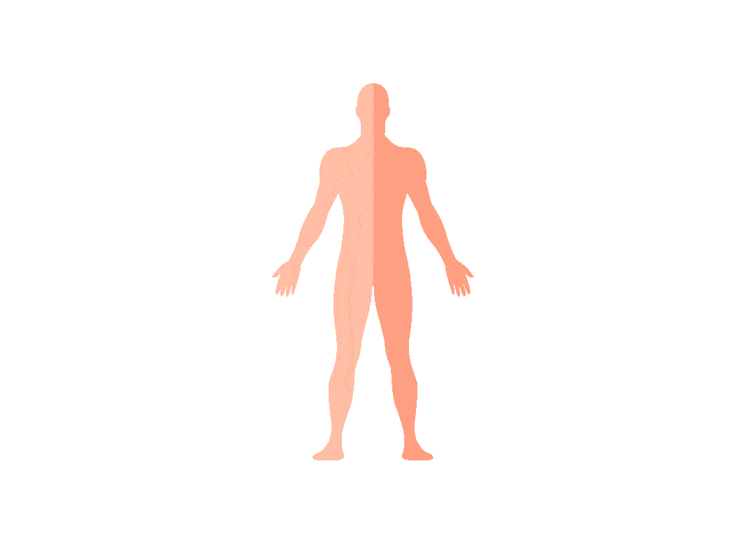 Cuerpo humano con diferentes tipos de células en movimiento, como lo son células músculares, células madre, células hepáticas, células sanguíneas, células nerviosas, células intestinales.