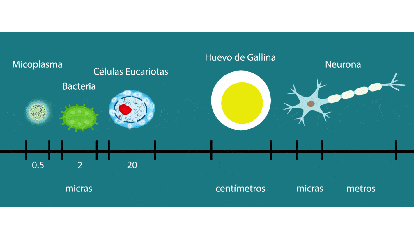 Varios tipos de células siendo medidos en escala de tamaño que van desde las micras, centímetros, o metros.