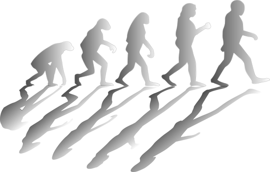 Evolución del hombre Evolución