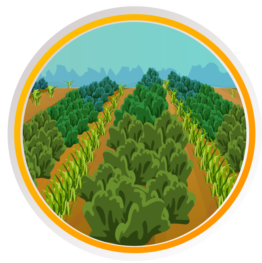 Ejemplo componente agrícola, cultivo de plantas.