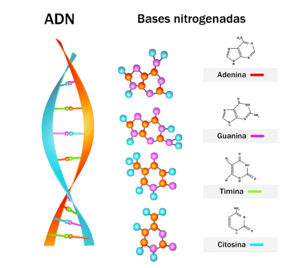  Secuencia de ADN girando, en frente aparecen las bases nitrogenadas con su estructura, estas se van completando