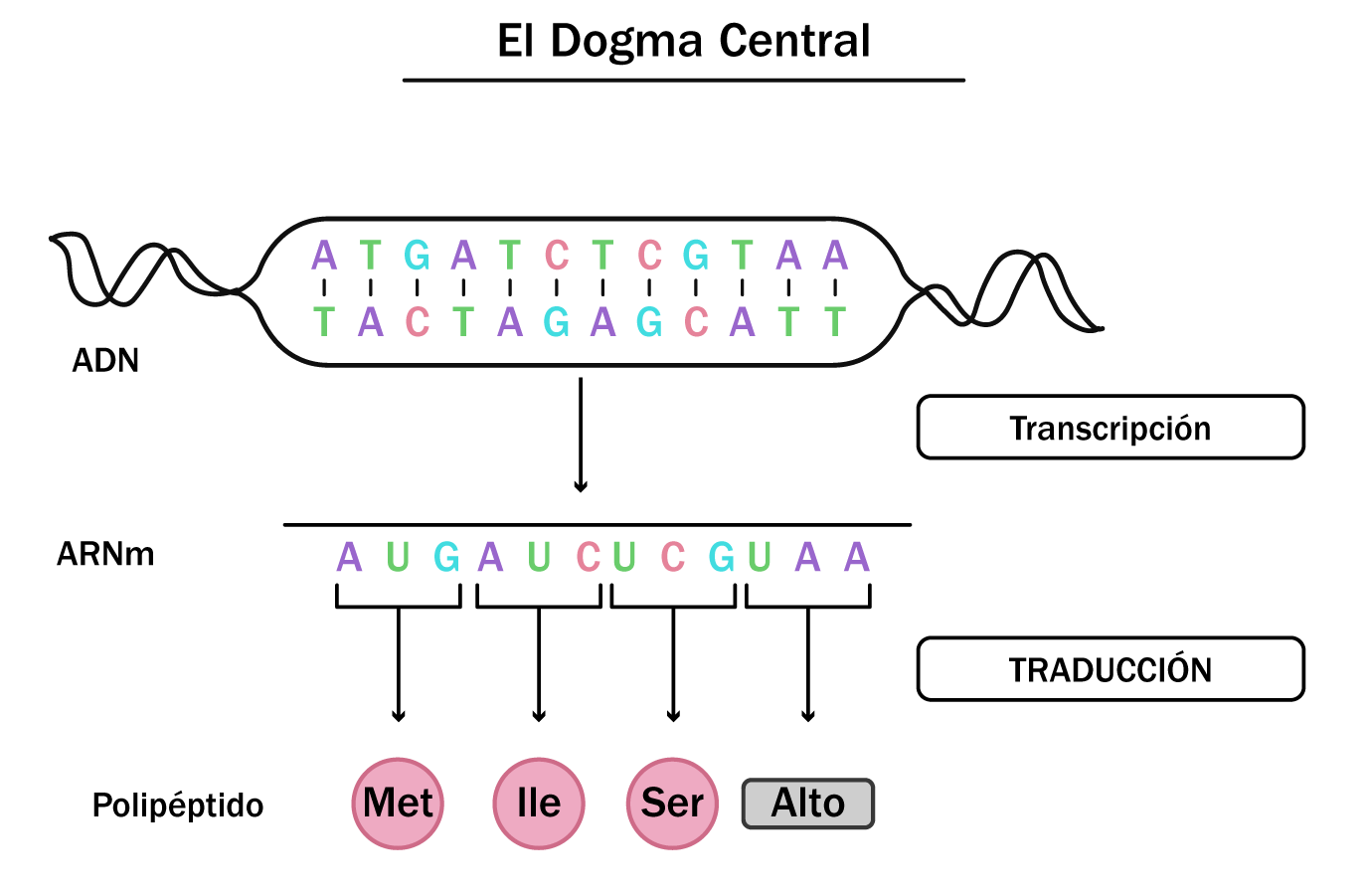 Resumen del Dogma Central.
