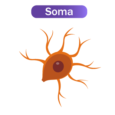 Soma.