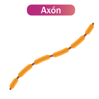 Axón