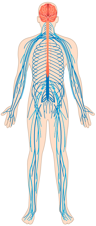  Silueta   del   cuerpo   humano traslucida   que   permite   ver   el   interior donde  se  destaca  el  sistema  nervioso, encéfalo, médula espinal y terminaciones nerviosas.