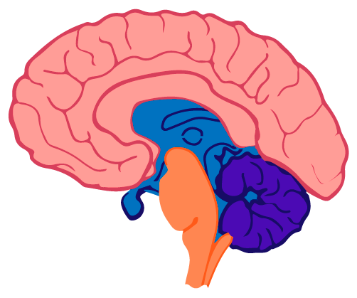  Estructura    del    encéfalo seccionada   de   forma   caudal   donde   se observan    estructuras    internas,    tiene forma ovoide.