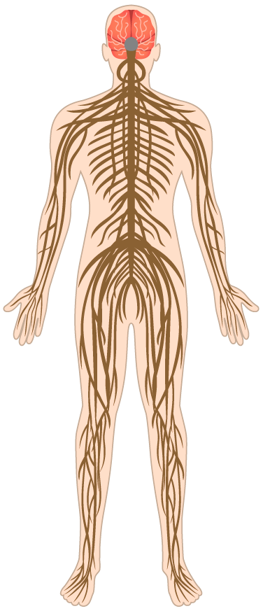 Silueta   del   cuerpo   humano traslucida  con  las  prolongaciones  de la médula  espinal  hasta  las  terminaciones más delgadas en bazos, piernas y dedos.