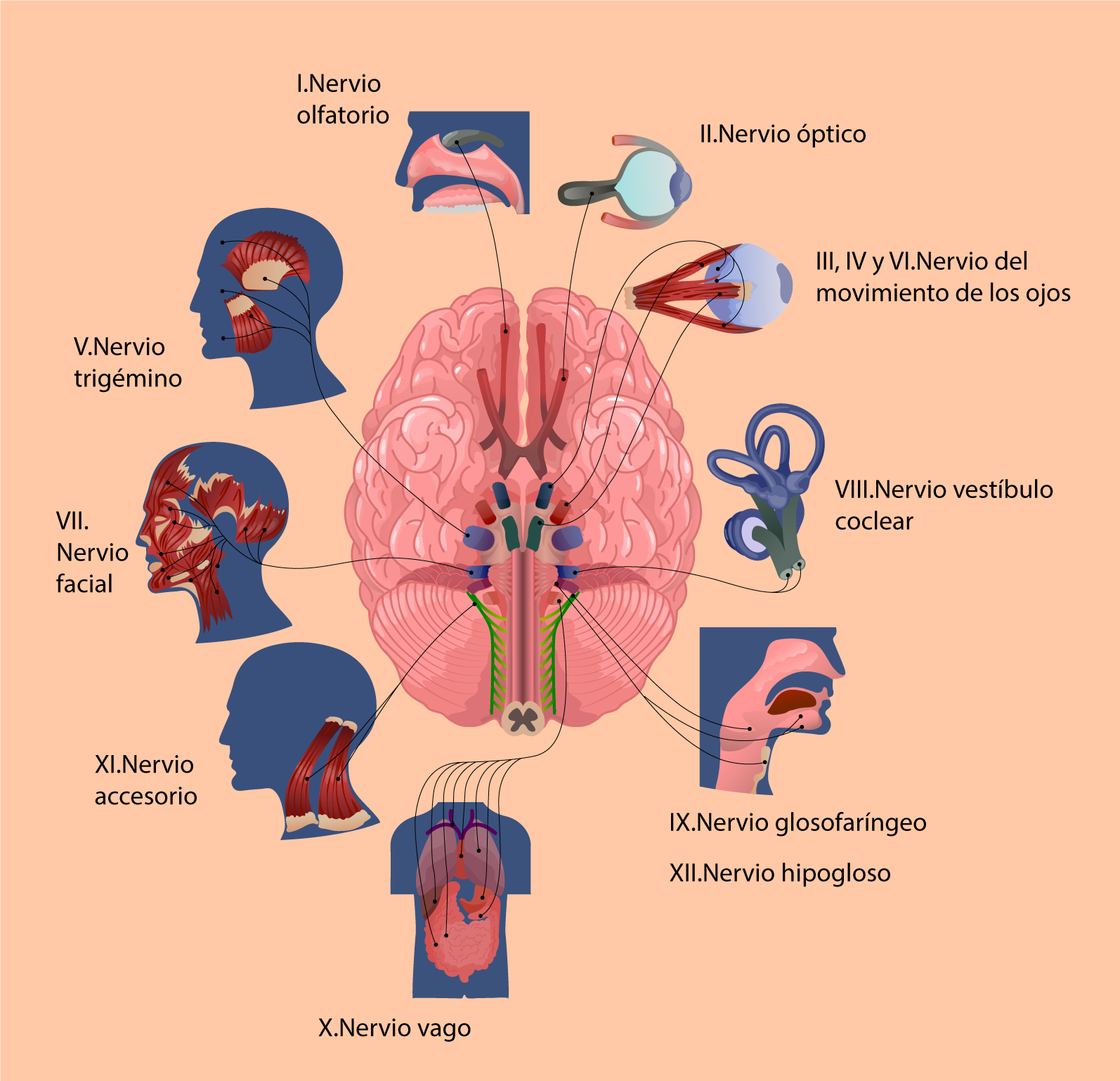 Se compone de: 1: Nervio olfatorio. 2.Nervio óptico. 3, 4 y 6: Nervio del movimiento de los ojos. 5: Nervio trigémino. 7: Nervio facial. 8: Nervio vestíbulo coclear. 9:Nervio glosofaríngeo.  10: Nervio vago. 11:Nervio  accesorio. y 11: Nervio hipogloso.