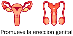 promueve la erección genital