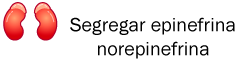 segregar epinefrina norepinefrina