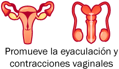 promueve la eyaculación y contracciones vaginales