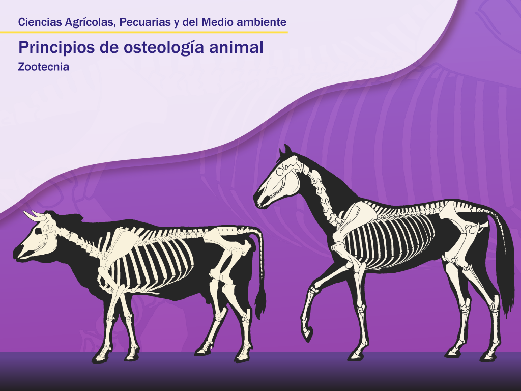 Imagen con la estructura ósea de equino y un bovino, que contiene el titulo: Ciencias Agrícolas, Pecuarias y del Medio ambiente. Principios de osteología animal: Zootecnia.