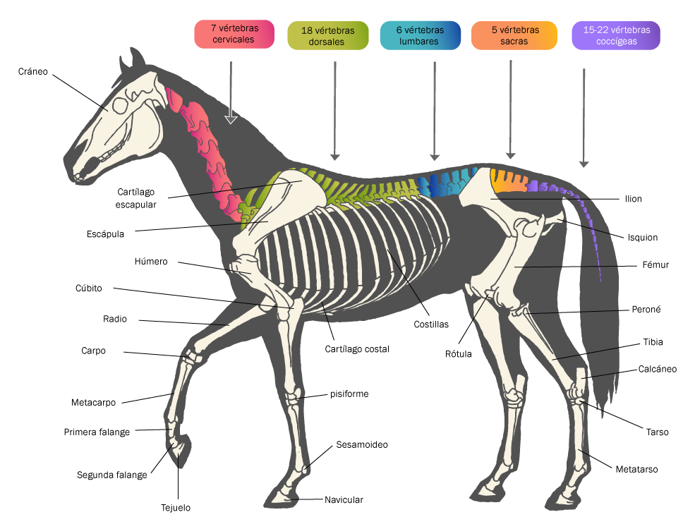 Estructura ósea de un equino. Esta contiene las siguientes secciones: 7 vértebras cervicales, 18 vértebras dorsales, 6 vértebras lumbares, 5 vértebras sacras, 15-22 vértebras coccígeas.