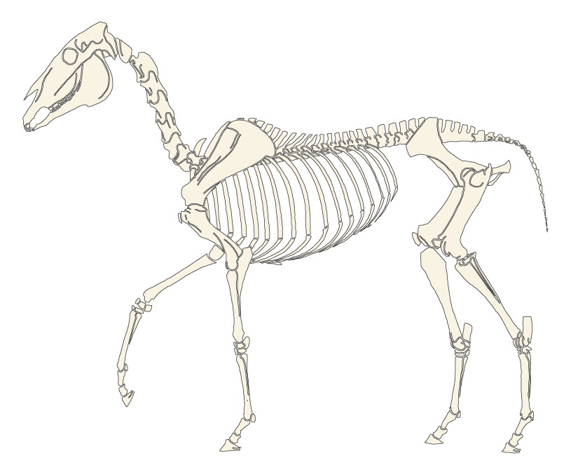 Esqueleto de un equino.
