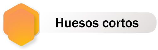 Botón de redirección al contenido de huesos cortos, para acceder presione la tecla enter.