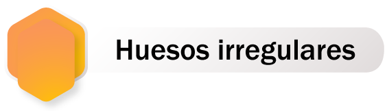 Botón de redirección al contenido de huesos irregulares, para acceder presione la tecla enter.