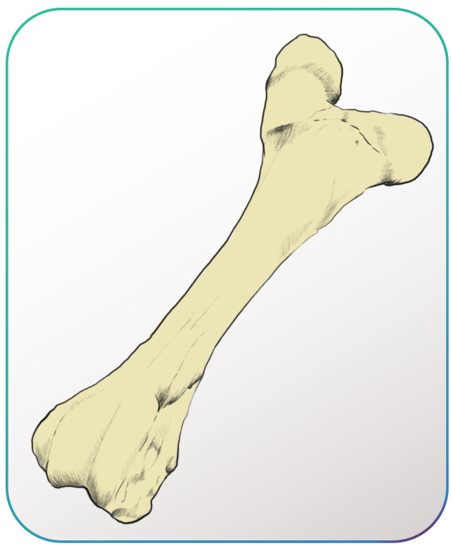 Femur bobino.