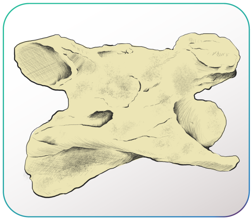 Vertebra cervical de equino.
