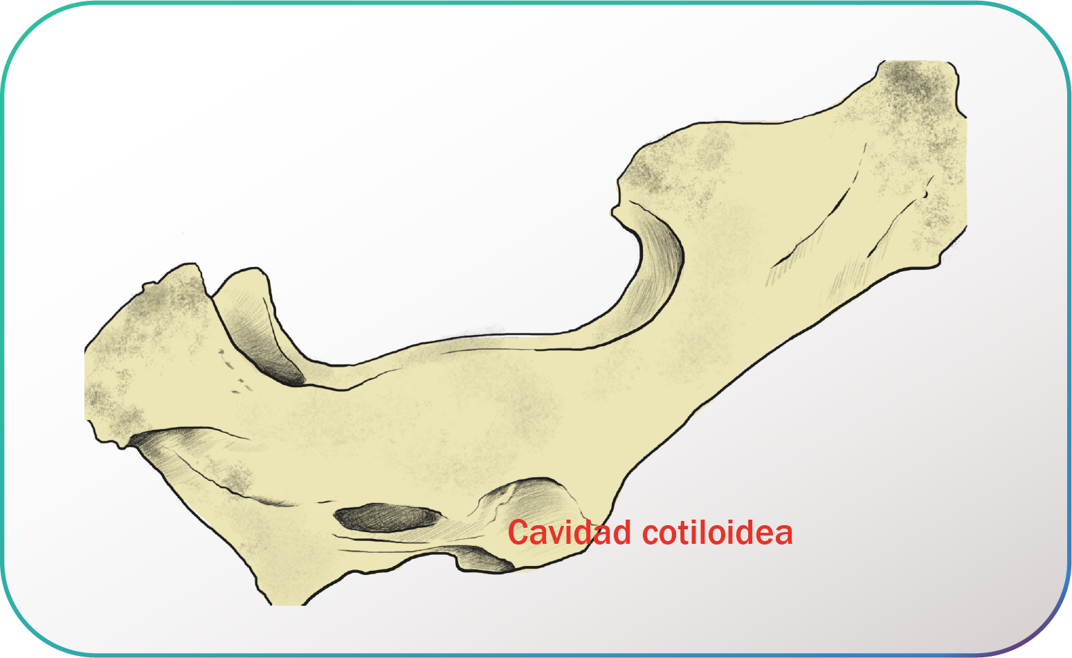 Representación de una cavidad cotiloidea.