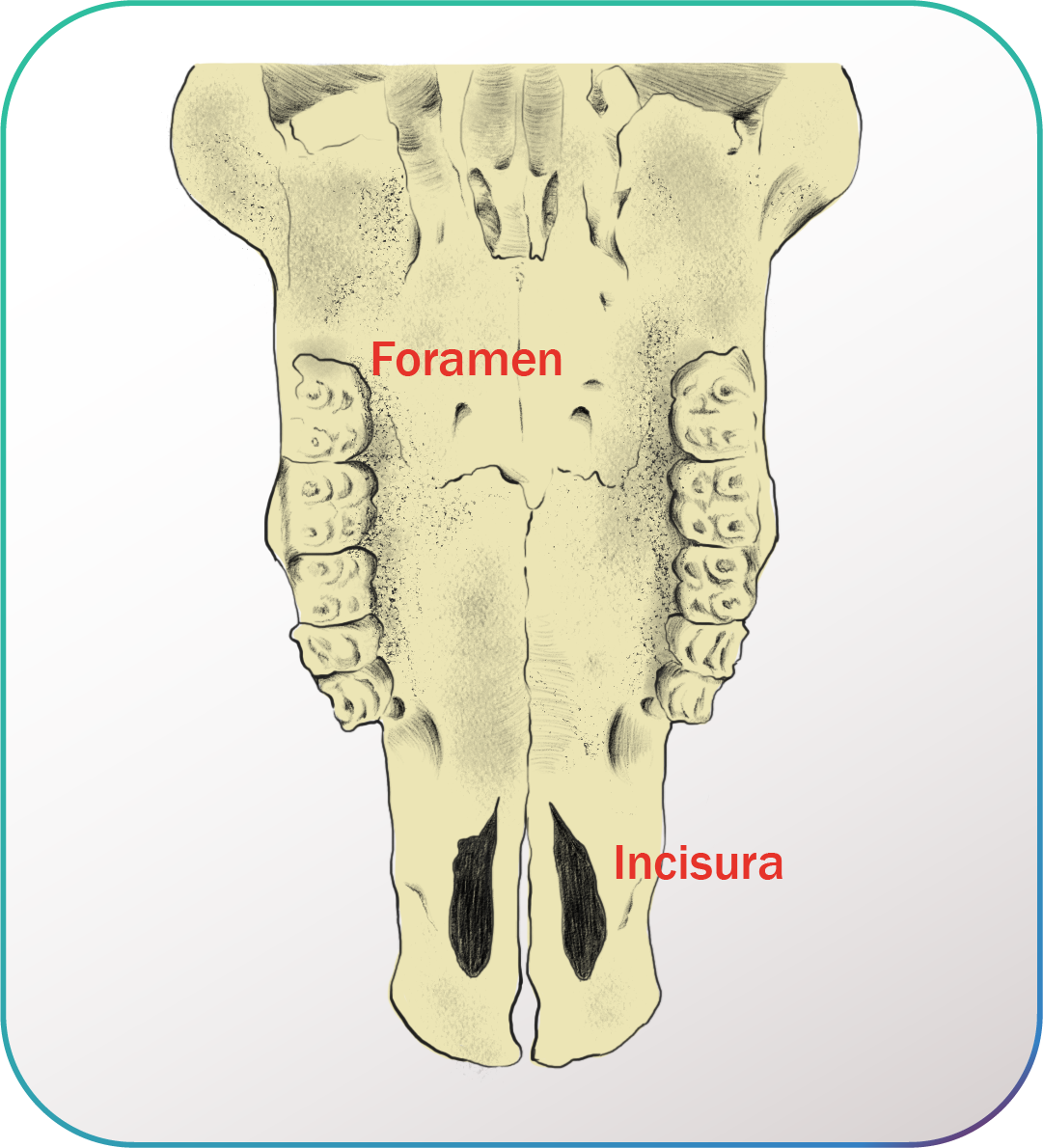 Foramen e incisura en craneo animal.