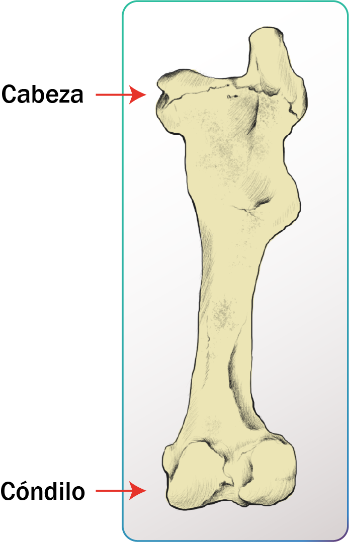 Femur equino.