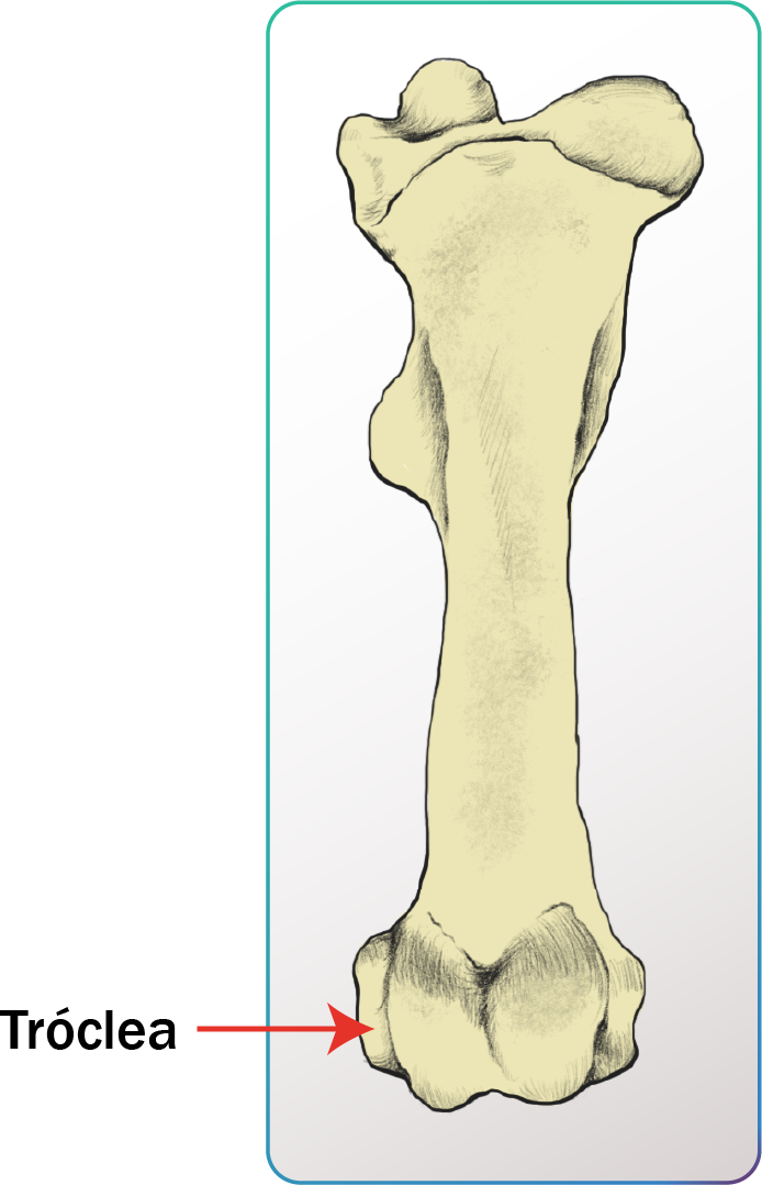 Representación de la tróclea en hueso animal.