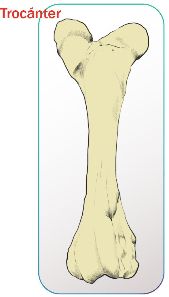 Femur de bovinio.