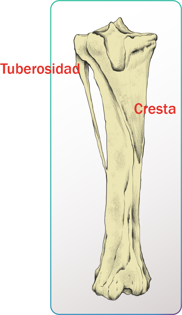 Tibia de equino.