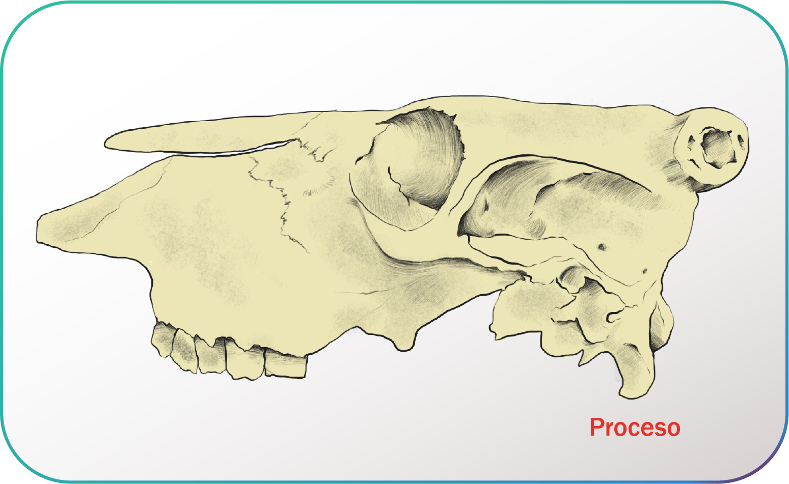 Representación de accidente óseo de Proceso en hueso animal.