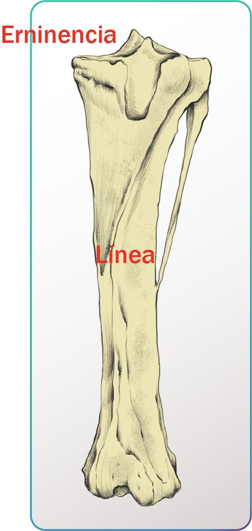 Representación de eminencia y línea en hueso animal.