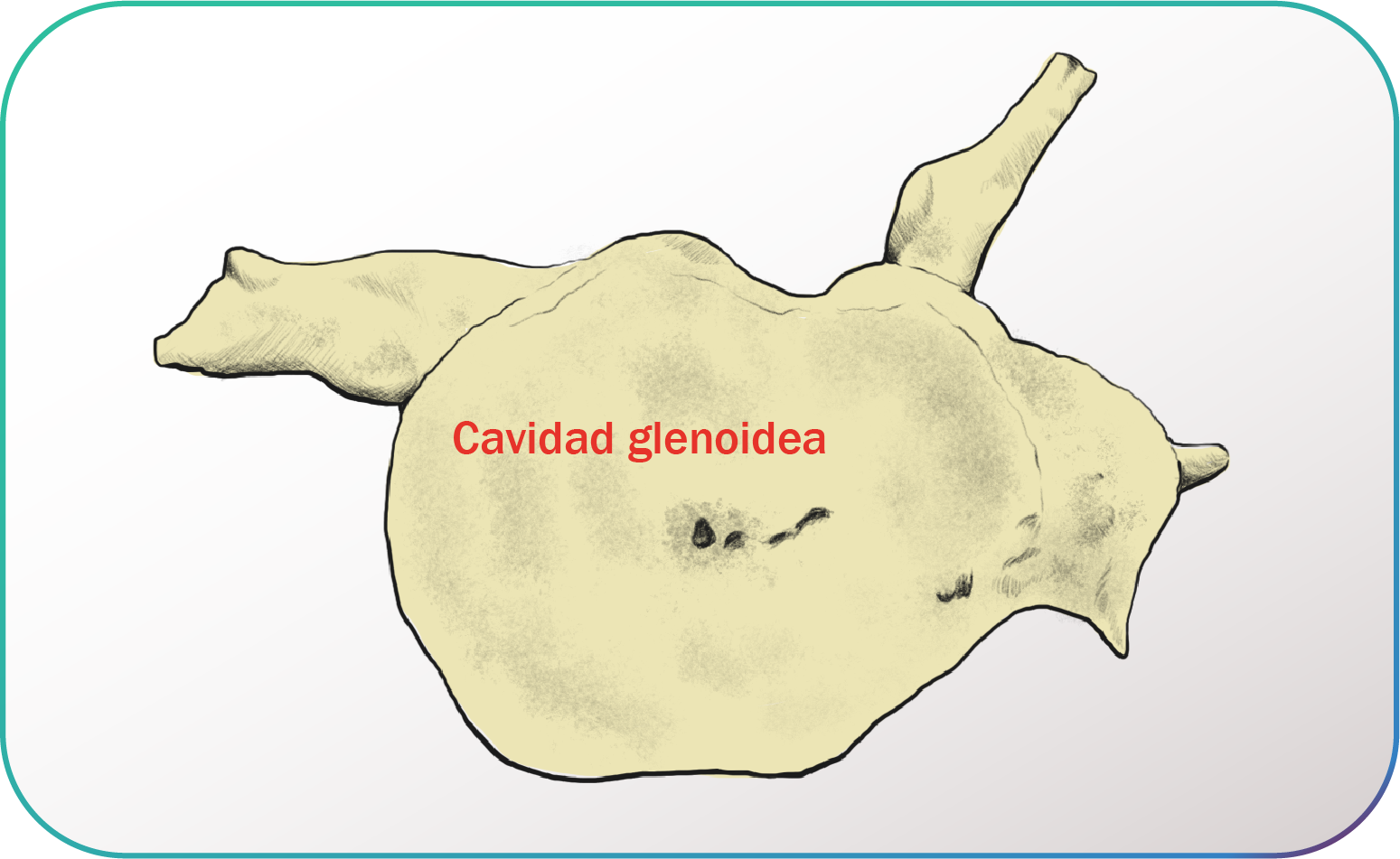 Representación de una cavidad glenoidea.