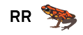 Rana R mayuscula, R mayuscula