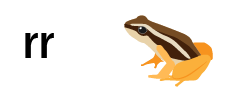Rana r minúscula, r minúscula