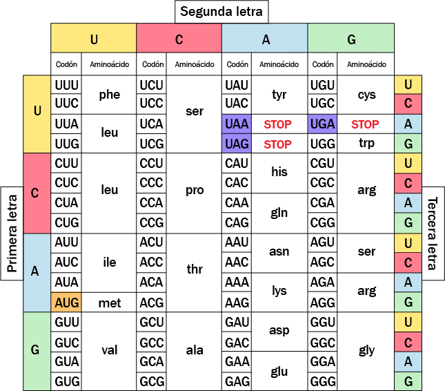 tabla combinacion aminoacidos