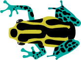 Rana de color azul agua marina  amarillo negro.