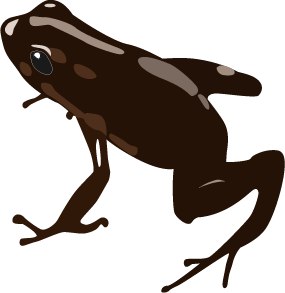 Rana de color negra de especie excidobates