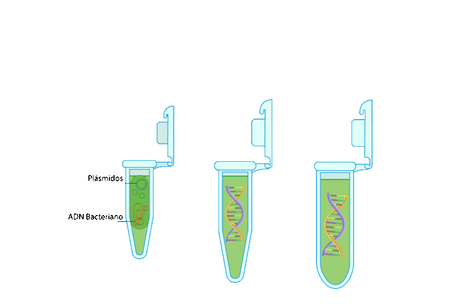 Tubos eppendorf con doble hélice de ADN en el interior, el tubo 1 con un plásmido, desde el exterior se muestra una mano con una micropipeta dentro del tubo que contiene el plásmido y lo pasa al tubo 2 y al 3 que contienen el ADN.