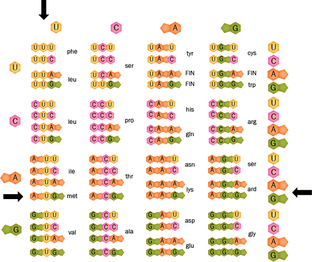  Ilustración de nucleótidos del ARN.