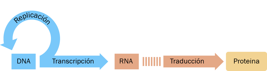 Transcripción del DNA desde el RNA.
