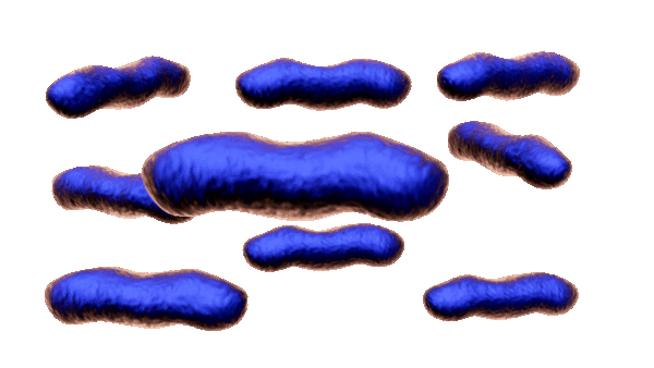 Representación gráfica  en 3D del E. coli. 