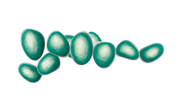 Representación gráfica  en 3D de <i>saccharomyces</i>. 