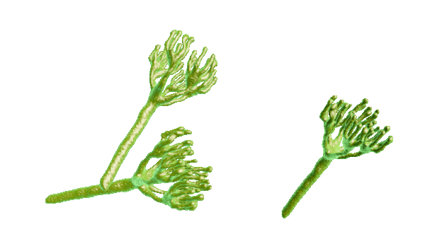 Representación gráfica  en 3D del <i>penicillium</i>. 