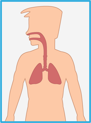 Pulmones