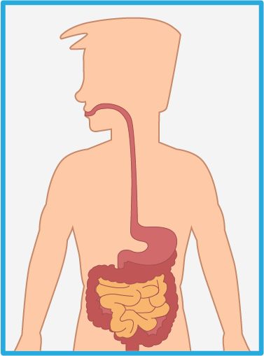 Intestinos